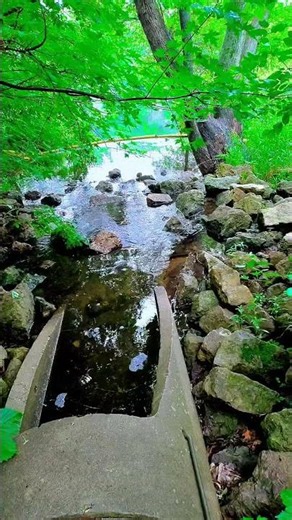 Nature's Outflow: Calming Water Stream and Forest Ambience #nature