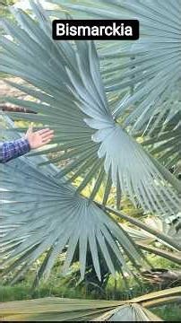 వెండి రంగులో ఉంటుంది#Bismarckia nobils #Arecaceae family #ethnobotany #garden #plant #araku #