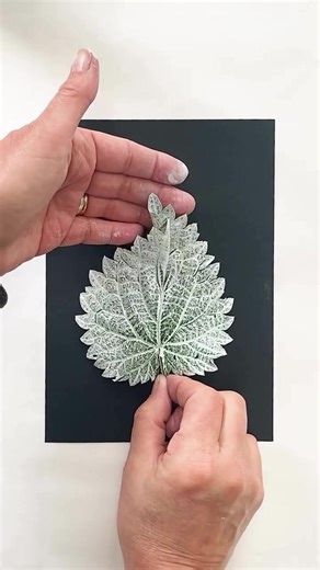 The Fascinating World of Nettles: Beauty and Benefits Unveiled