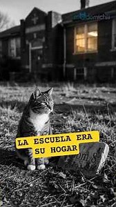 El gato que convirtió una escuela en su hogar | La increíble historia de Room 8 #room8 #cat #gatos