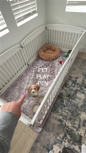 Creating a Safe Play Space for Your Puppy