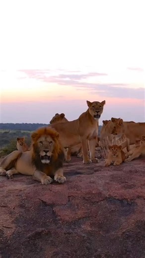 HIGHCLASS SAFARIS on Instagram: "High-Class Safaris 6 Days Kenya Safari Group Joining Safari Price: $1,300 Daily Departures: Maasai Mara Lake Nakuru Amboseli Inclusive Of Transport in a 4WD safari vehicle Park Fees Game Drives 5 Nights Accommodation English-speaking driver guide Full board meals Drinking water while on safari Exclusive Of Visit to the Maasai Village Hot air balloons Tips and personal expenses 📍 For Bookings Contact: 📧 Highclasssafaris@gmail.com Www.highclasssafaris.com 📞 +254