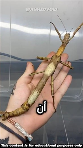 ما سر حشرة العصا