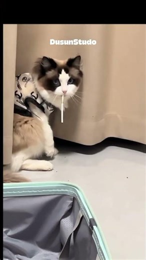 “Cutest Cat Cosplay Ever 😻 You Won’t Believe This!”