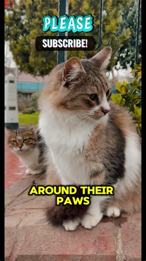 Cat Tail Secrets 😻 | How to Read Your Cat’s Mood Instantly!