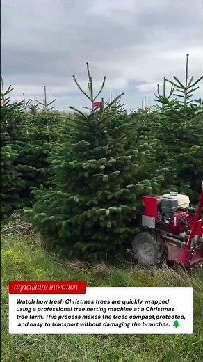 How Christmas Trees Are Wrapped So Fast | Tree Netting Machine in Action 🌲