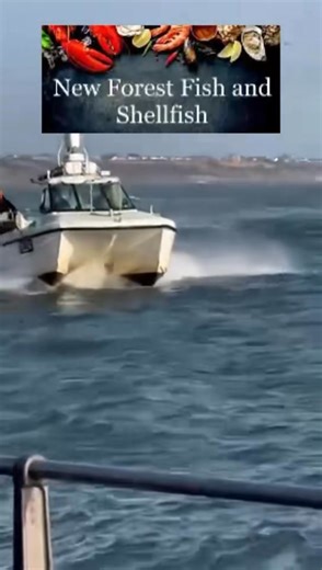 New Forest Fish And Shellfish on Reels