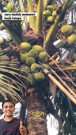 Cara mudah memanen buah kelapa #tips #kreatif #tutorial #diy #trendingreels #reelsfacebook #reels #fyp #vidioviral #reelsfyp #reelsviral #diytools #tools #trick #shortvidio #homemade | Perdy Banne