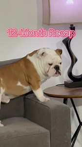 A full year of Bowsie 🥰💫 #ThrowbackThursday #puppylife #transformation #englishbulldog | Bowser the Bulldog
