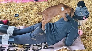 'Goat yoga' workout trend sweeping the country