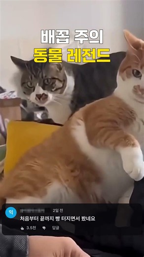 한 번 보면 멈출 수 없는 역대급 고양이 웃긴 영상 모음