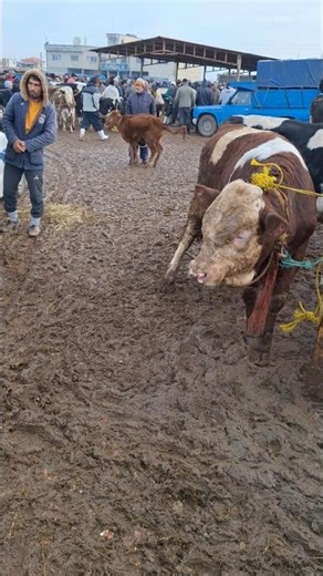 This Wild Cow Refused to Get Off the Truck 😱