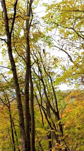 A Black Bear eating some nuts at the top of a walnut tree. I heard this bear eating on some nuts when I got out of my car to get the sunset picture from the other day. I had a few minutes to spare before the sunset occurred so I grabbed a quick video. | Loud Photography