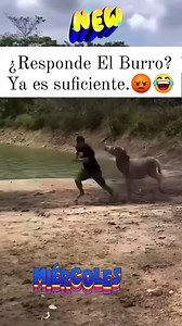 Ese burros salió violento😁😅🤣😎 #jajajajajaja #relesvirales #seguidores #Todos | Martin Miguel Daniel Bacilio