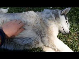 Lustige Hundevideos, die Sie den ganzen Tag zum Lachen bringen werden