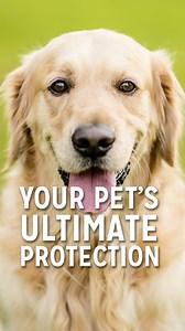 Continuously winning your heart over, one staring contest at a time. 🥹 Make every moment count and head to AAA.com/SpotPetInsurance where AAA Members can save up to 20% off Spot Pet Insurance plans. 🐶 #PetLove #SpotPetInsurance #AAADiscounts | AAA The Auto Club Group