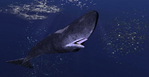 What Do Sperm Whales Eat? 8 Common Foods In Their Diet