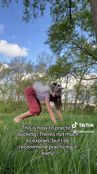 What tut do you guys wanna see next? #therian #tut #tutorial #jumptut #jumptutorial #quadrobicsjumptut #quadrobicsjumptutorial #quadstutorial #quadrobicstutorial #quadrobicsjump #jump #quadrobist #theriantok #quadrobisttok #quadstut #quadrobicstut #clawzpaws #tutorials #furry #furries #education #stepbystep #pausetoread #special #20kspecial #therianfyp