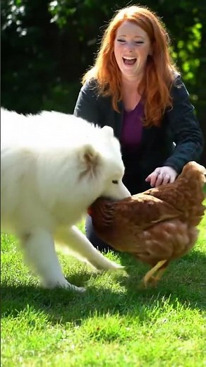 Dog vs Chicken Fight Caught on Camera! Owner Struggles to Break It Up 😂🐶🐔