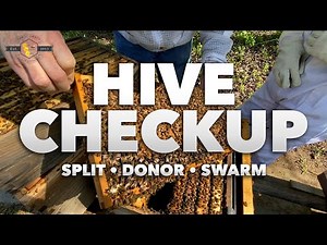 Hive Checkup: Split, Donor, and Swarm [Inspecting 3 hives after Spring Bee Activity] 2021
