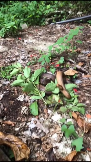 Daniel Vega on Reels