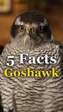 5 Goshawk Facts #smjfalconry