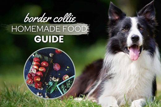 Border Collie Homemade Food Recipes & Cooking Guide - Canine Bible