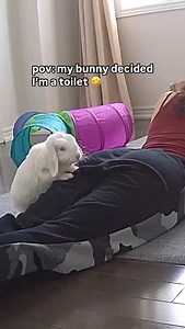 2.5M views · 22K reactions | I guess she was marking her territory 臘‍♀️ Has your bunny ever done this or is it just mine?!  Follow us for more funny content of our 3 bonded bunnies and our rescues plus rabbit care tips! *** #bunny #rabbit #bunnymom #funnyanimals #petlovers | Queen Blanco | Facebook