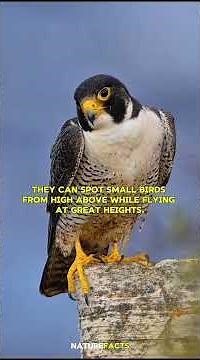 World’s Fastest Animal 🦅 | Peregrine Falcon Hunting in Mid-Air #PeregrineFalcon #Falcon #BirdLover
