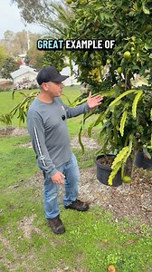 How I grow dragon fruit in mature fruit trees. #dragonfruit #cactuslover #cactus #dragonfruitfarming #fruit #dragonfruitplant #fruittrees #trellis | Rare Dragon Fruit
