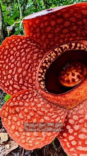 Speaking at New Scientist Live, botanist Chris Thorogood talks about the unusual parasitic plant, Rafflesia, which has the largest flowers in the world, spanning up to a metre. Tap link to learn more: https://www.newscientist.com/article/mg26134821-100-saving-the-worlds-largest-flowers-in-the-philippines/ #ChrisThorogood, #plants, #botany, #Rafflesia, #NewScientistLive, #parasitic, #parasite, #Philippines, #extinction, #BotanicGarden | New Scientist