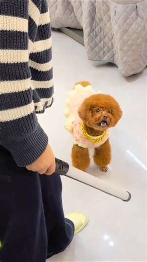 Tiểu Bối có mẹ bênh nên không sợ Lão Lục #cho #tieuboi #mebenh