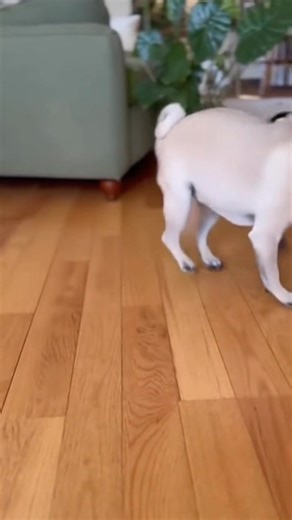 The Spinning Tail Pug chases his tail for one full minute—then sits down dizzy like “Tail 1, Pug 0.” #pugloversclub #pugdog #pugs #dog #puglife #blackpug #mops #pugsnotdrugs #pugworld #pugoftheday | Cherry The PUG