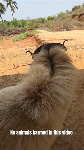 purushotaman Sheep farm #9025668272 #96555 53053 #sheepfarming