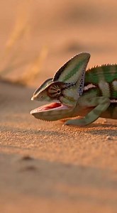 A chameleon locks onto its prey and strikes with lightning speed, catching a scorpion with its tongue. But the tables turn when the venomous scorpion stings back, escaping while the chameleon reels from the painful encounter. | Instant Karma in Nature