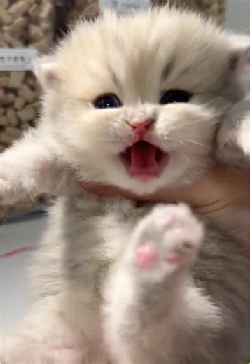 Adorable Kittens Melt Hearts😻