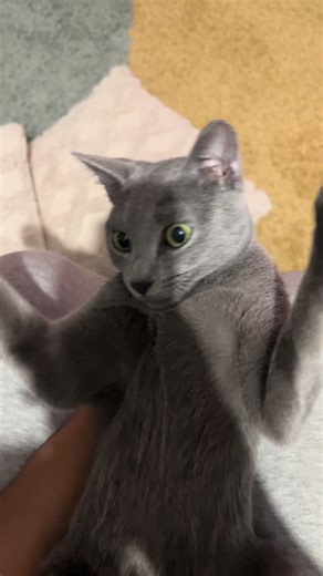 Funny Cat Moments Featuring Misty the Cat