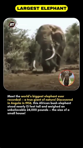 The Largest Elephant Ever Recorded — A 24,000-Pound Giant from Africa! 🐘🌍 #shortsfeed #wildlife #viralfacts #usatech #factshorts #animals #Elephant #Wildlife #NatureFacts #BiggestAnimal #AfricanElephant #AnimalPlanet #WildlifeDocumentary #NatureShorts #AmazingAnimals #AnimalFacts #WildlifePhotography #Discovery #NatureLovers #Safari #RecordBreaking #factshorts#viralfacts#largestanimal#factsyoudidntknow | Mannu Mehta