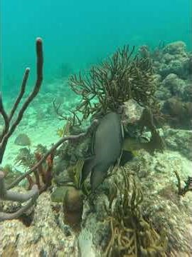 Grey Angelfish, Pez Angel Gris, on coral reef #greyangelfish #pezangelgris #pomacanthusarcuatus