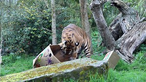 Dharma the tiger at Edinburgh Zoo enjoys an Easter surprise 🐯 | Edinburgh Evening News