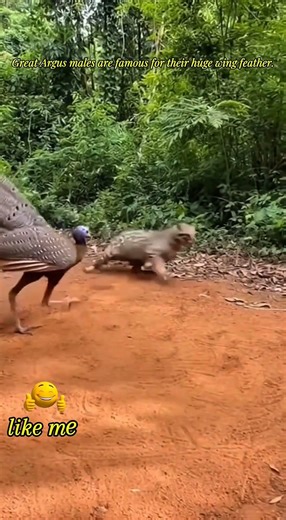 Great Argus Defiance his self from attacker