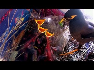Mynah feeding their babies in the nest
