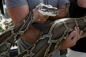 Shocker: Woman goes to collect yogurt from refrigerator, finds python instead