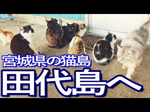 宮城ゆる旅 東北の猫の島！田代島に上陸し猫たちと触れ合って島を満喫
