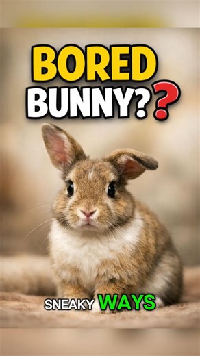 Is Your Rabbit Bored? Look for These Signs #bunny #yourpet #rabbit