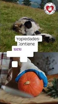 Los 5 mejores DESPARASITANTES NATURALES PARA PERROS, DESPARASITA A UN PERRO CON REMEDIOS CASEROS