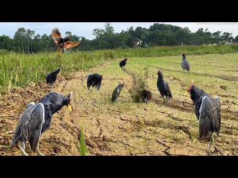 Traditional Bird Catching Skill of Village People! Unbelievable Bird Trap #The_Bird_Kingdom