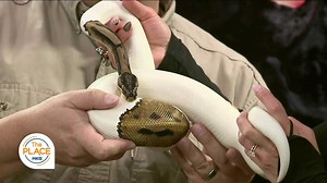 Scales and Tails Utah