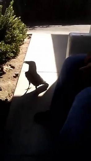 Crow says "Fuck you" to a guy who tries to mess with it