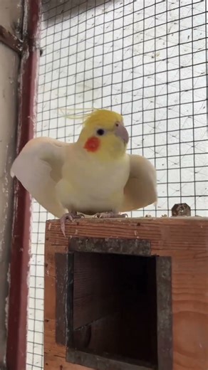 Angry Cocktail Rio #cockatiel #shikra